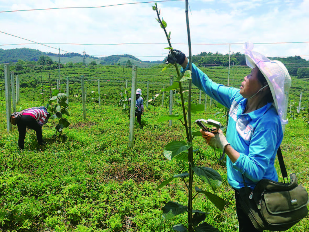 转机出现在2017年,息烽县获得国家农业综合开发高标准农田创新试点